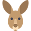 niedościgniony kangur